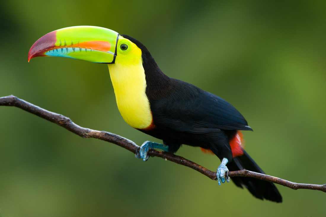 Znalezione obrazy dla zapytania toucan